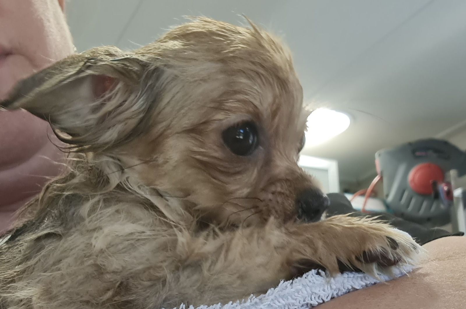 Klein ruwharig hondje ligt met de kop op een handdoek