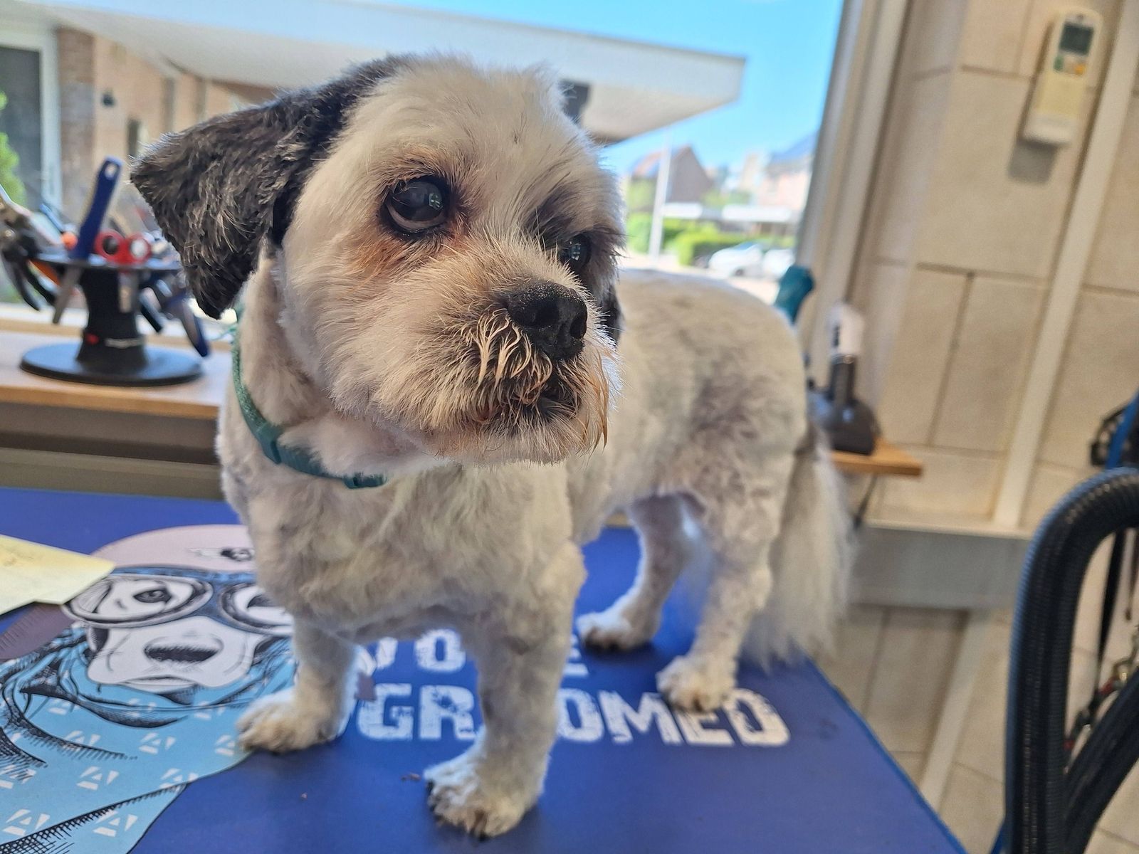 Getrimde hond op de blauwe trimmat bij het raam