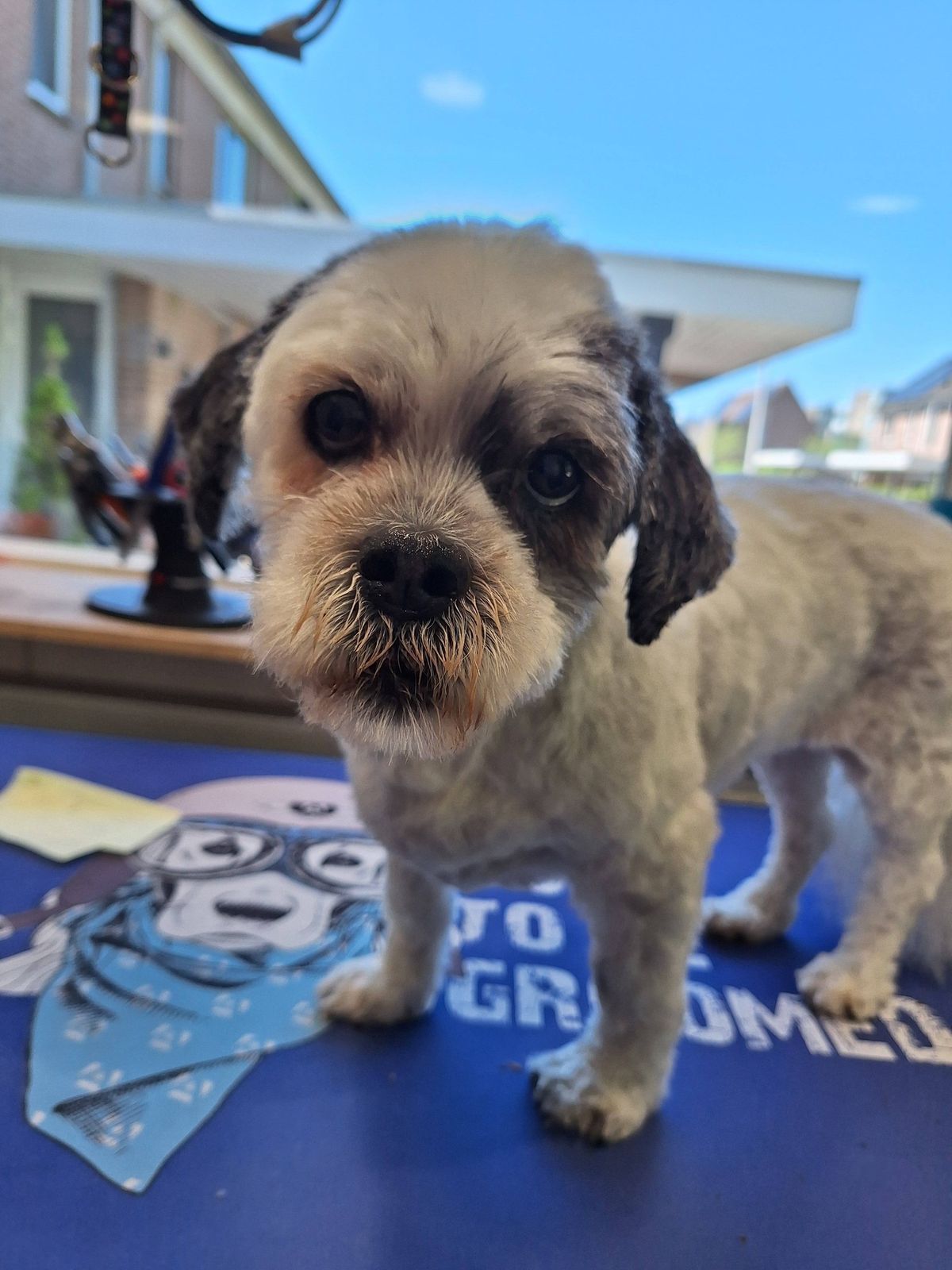 Vers getrimde shih-tzu-kruising op de trimmat