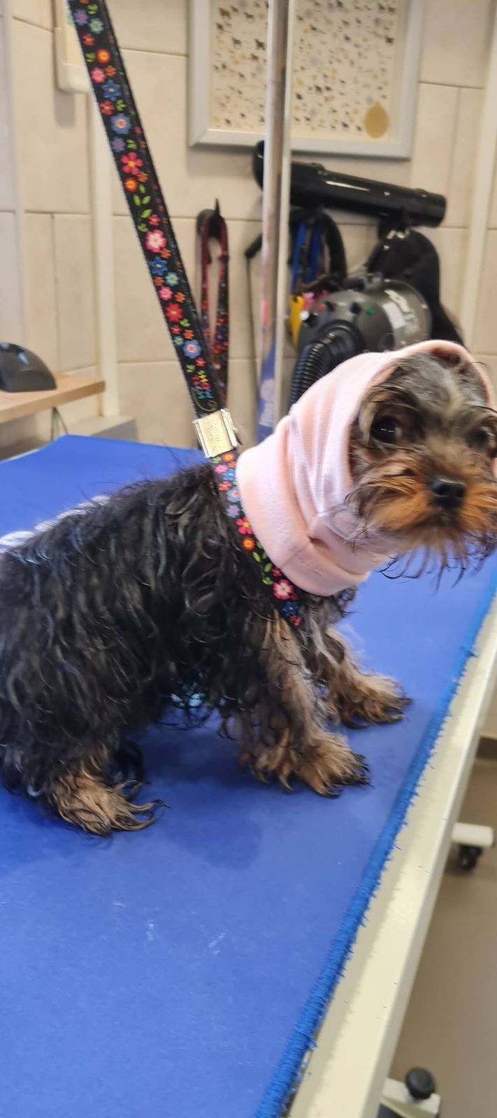 Yorkie met een roze oorbandje op de trimtafel