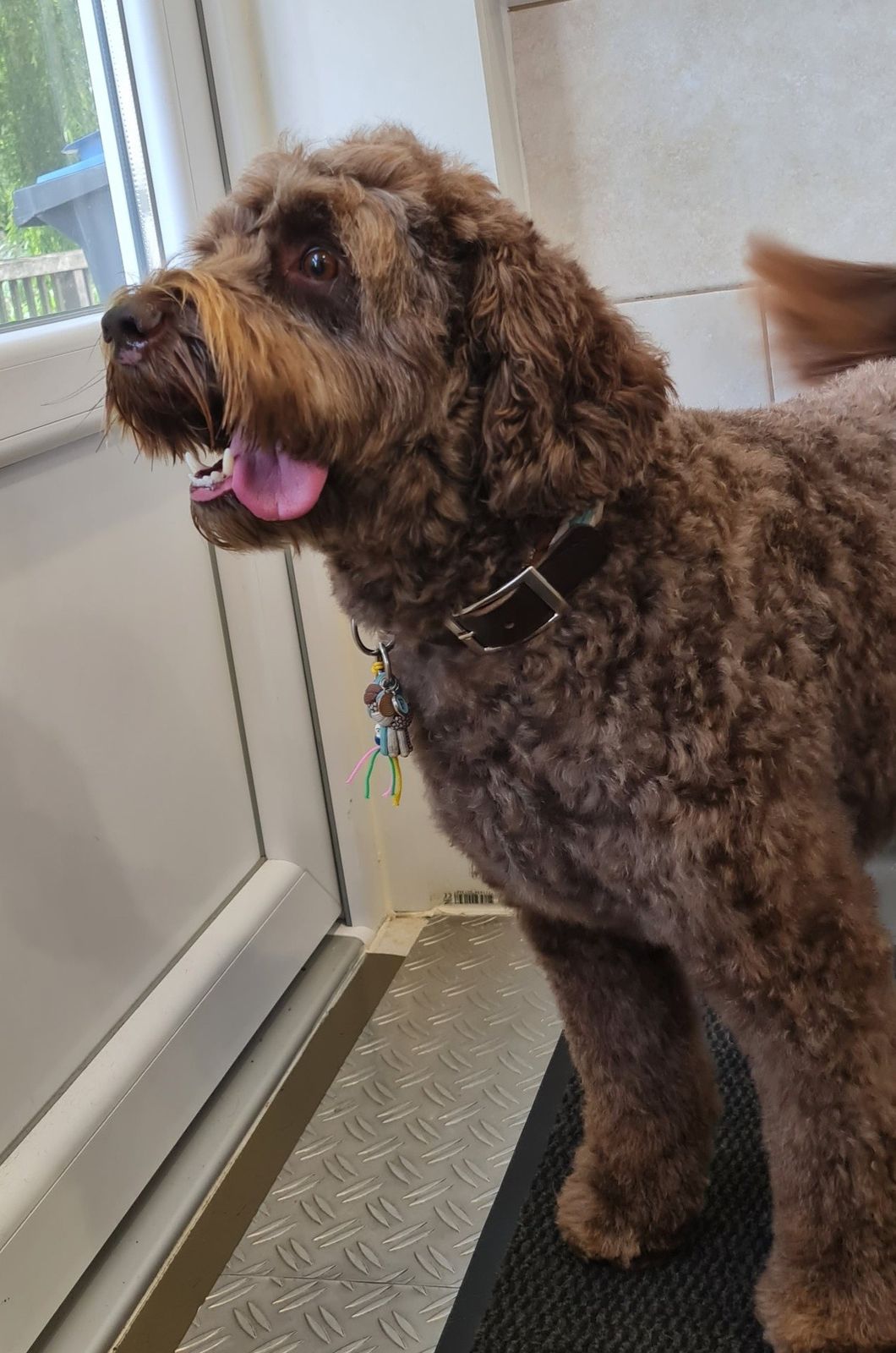 Chocoladebruine doodle bij de deur van de salon