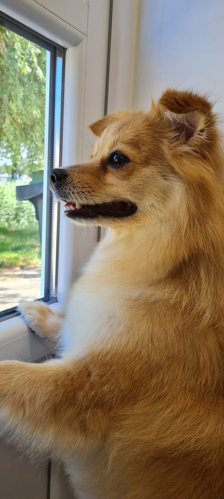 Rossig hondje kijkt uit het raam van de salon