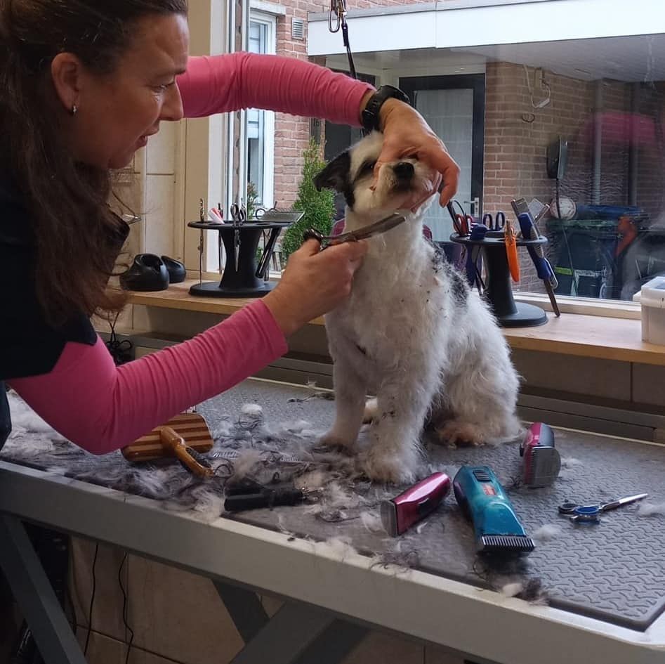 Joyce knipt een wit met zwarte hond bij op de trimtafel in haar salon