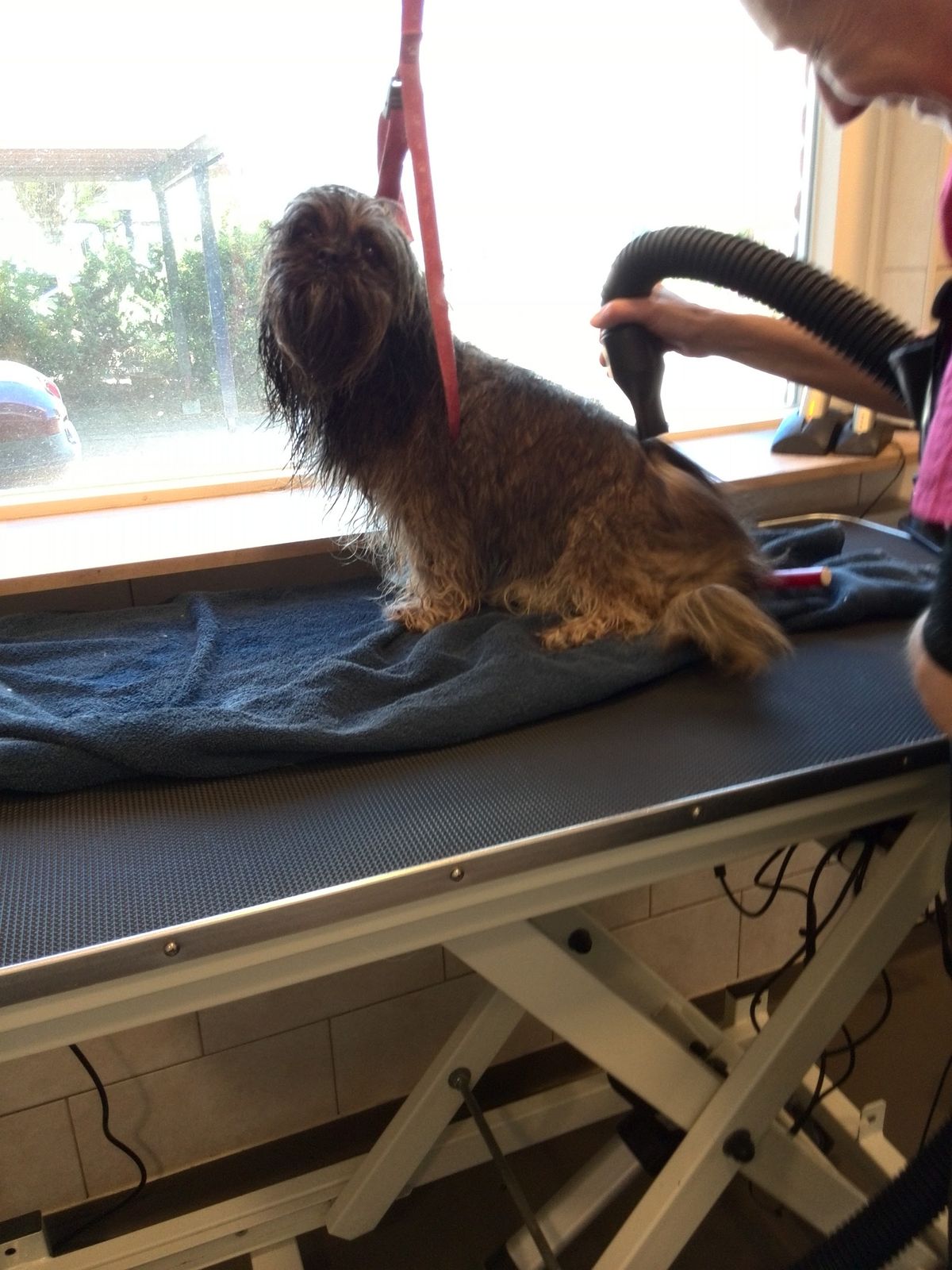 Hondje op de trimtafel terwijl de vacht droog geföhnd wordt