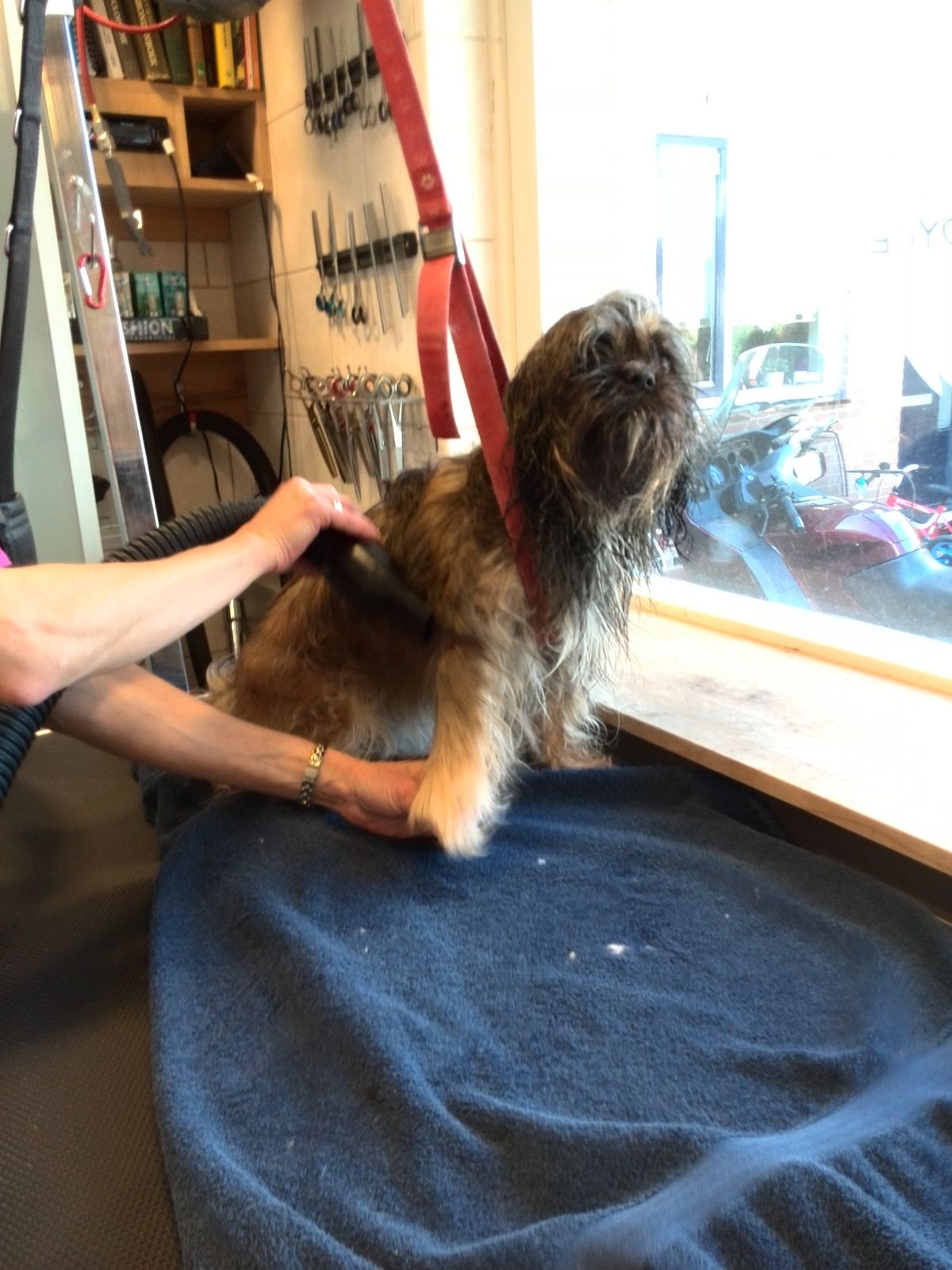 Joyce borstelt een hondje uit op de trimtafel