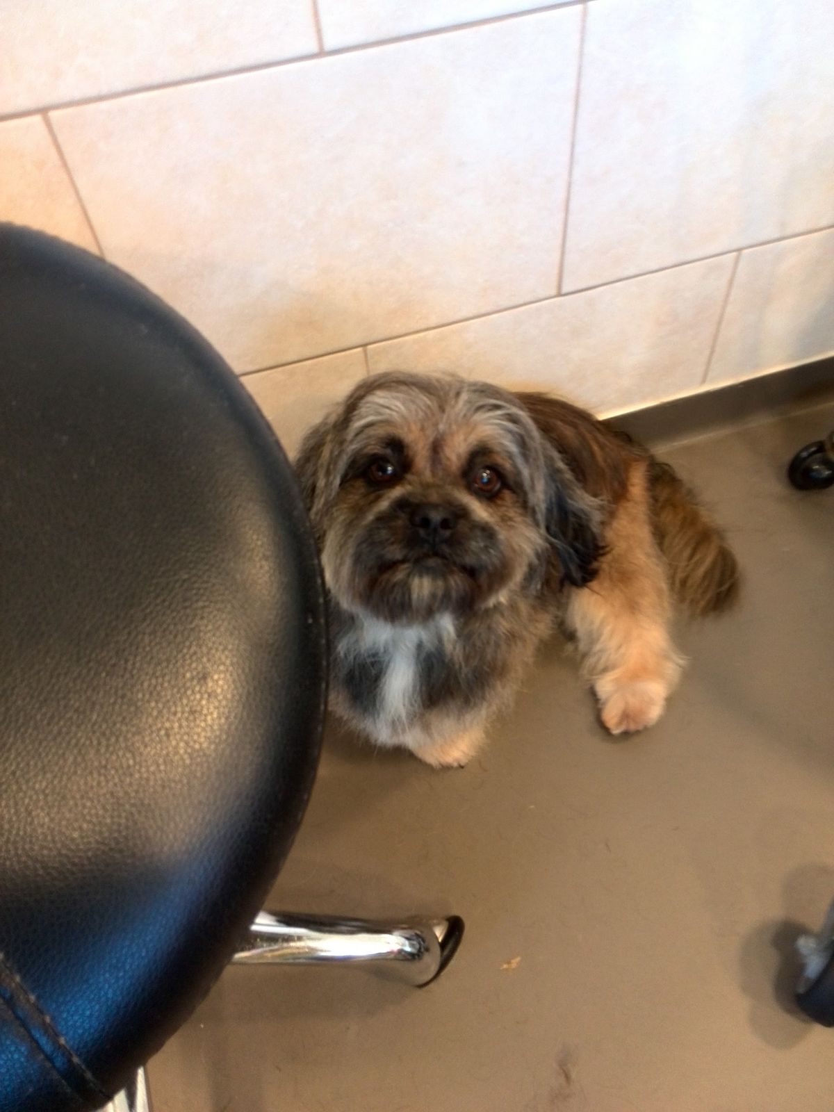 Pluizig hondje wacht op de vloer van de salon