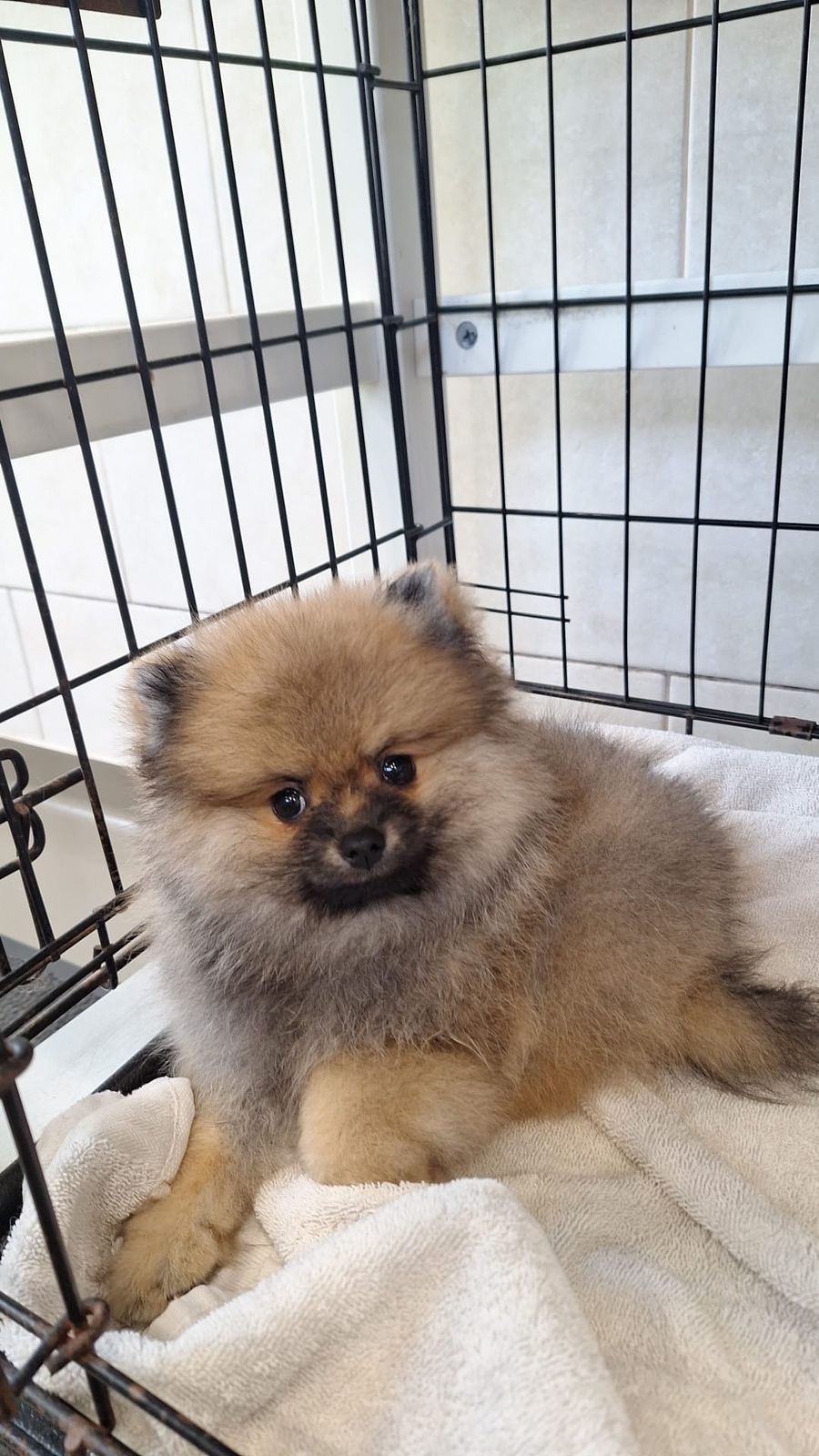 Pomeranian-pup ligt uit te rusten in een bench, foto van de reviewer