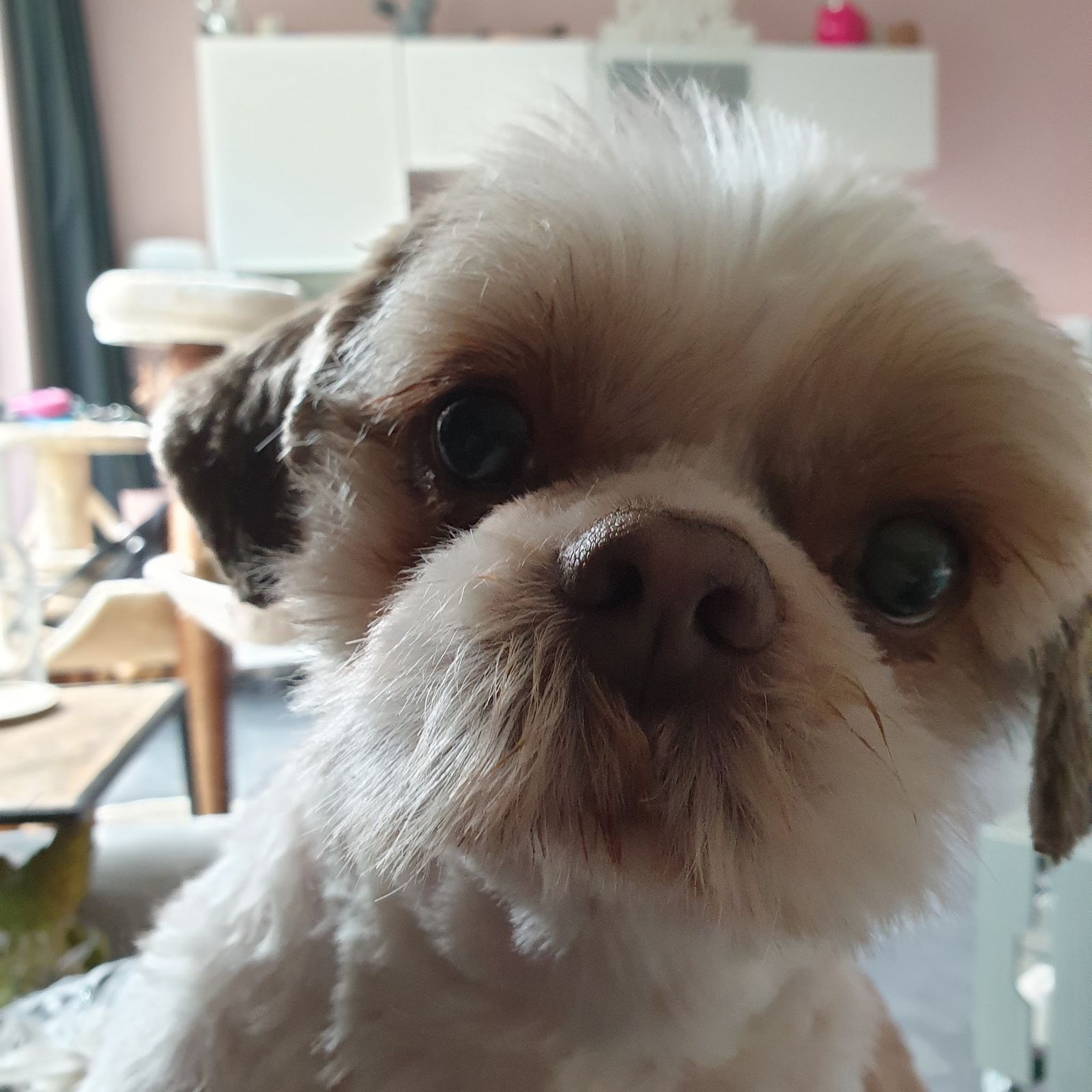 Vers geknipt hondje van dichtbij, foto van de reviewer