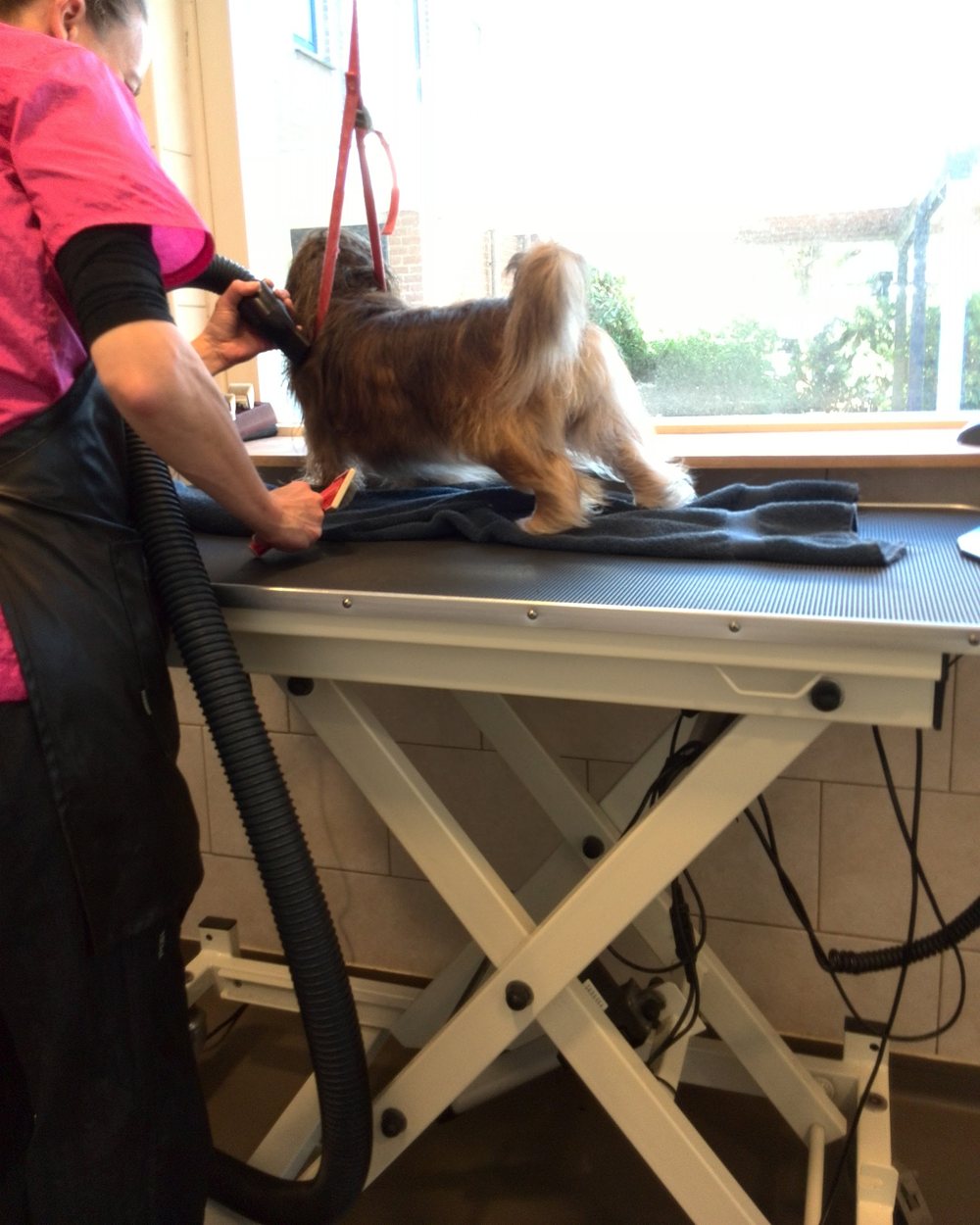 Joyce föhnt een kleine hond op de trimtafel bij het raam