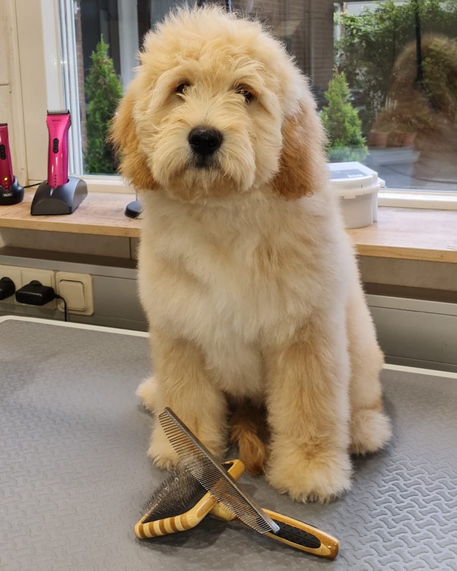 Dezelfde doodle-pup, droog en getrimd, op de trimtafel