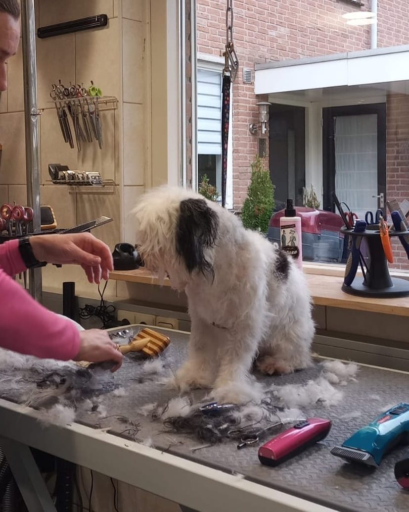 Joyce knipt een wit met zwarte hond bij met de schaar