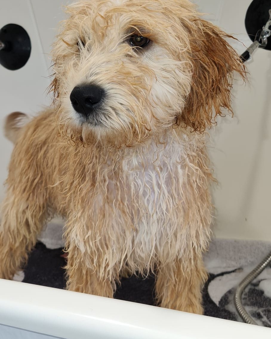 Een natte doodle-pup in de hondenbadkuip van de salon